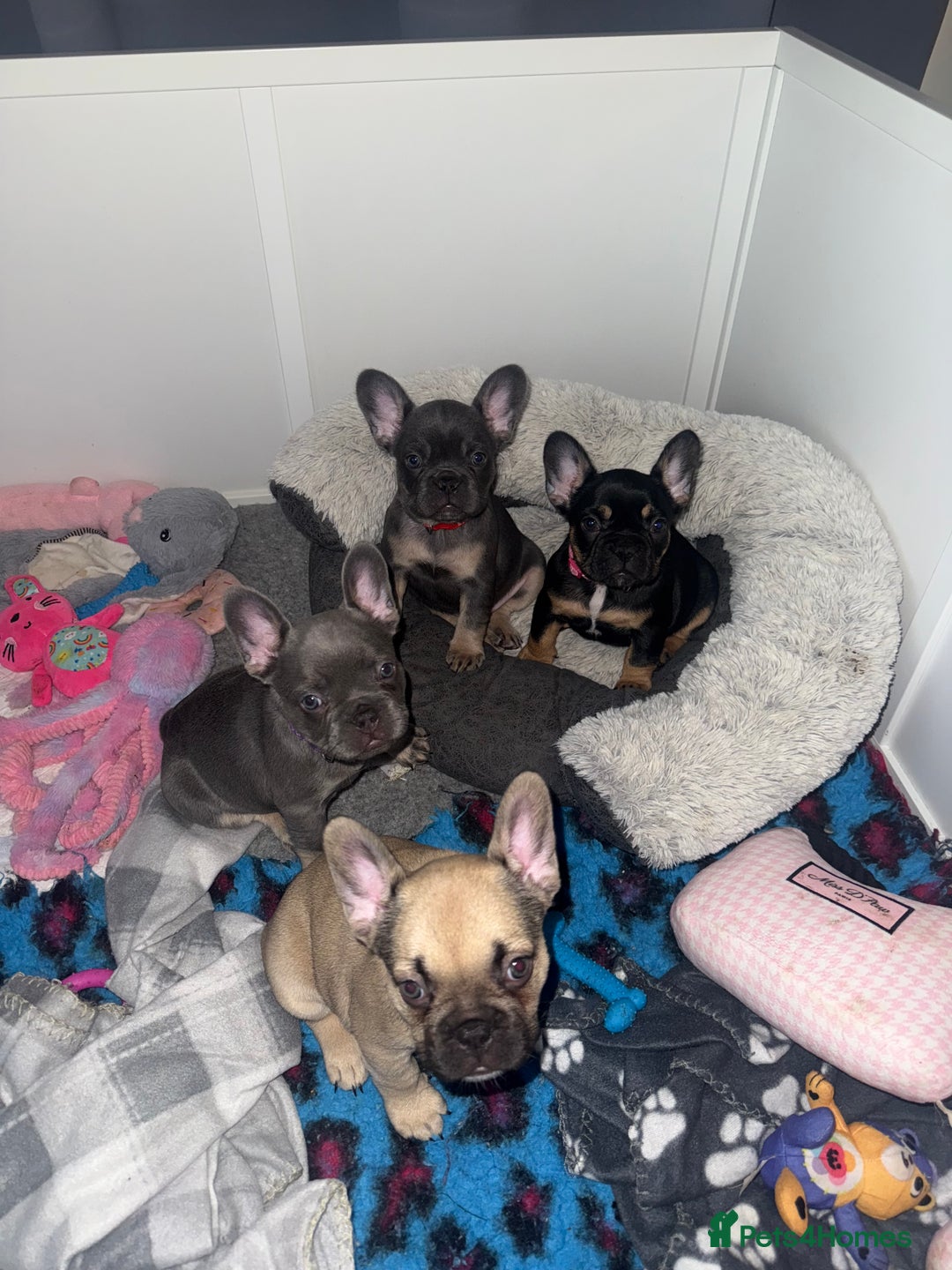 French Bulldog dogs for sale: 🐾Ready Now!! Adorable French Bulldog Puppies!  - Image 6