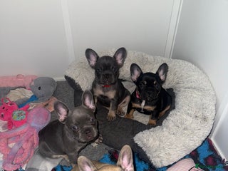 French Bulldog dogs - Advert 12