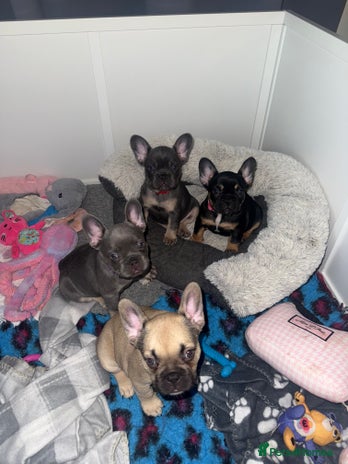 French Bulldog dogs - Advert 16