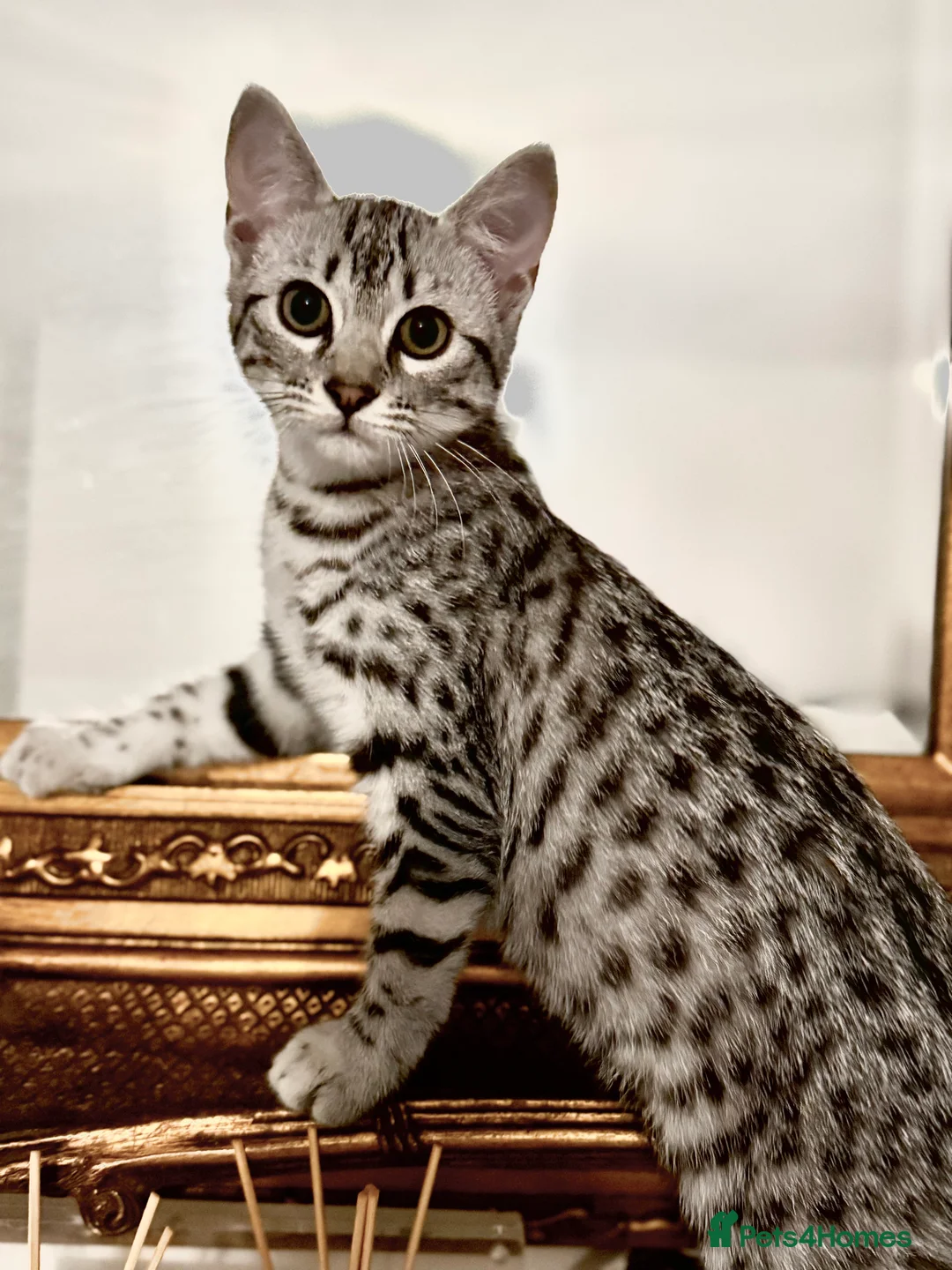 Egyptian Mau cats for sale: Stunning affectionate Egyptian Mau in Plymouth - Advert 1