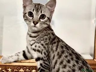 Egyptian Mau cats Stunning affectionate Egyptian Mau in Plymouth - Advert 1