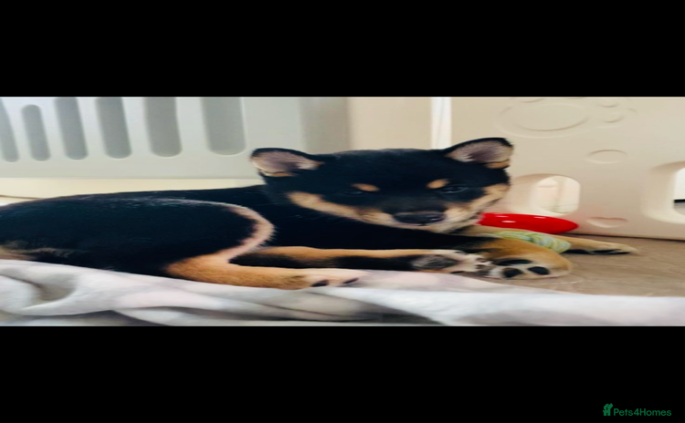 Japanese Shiba Inu dogs Beautiful champion blood line female Shiba Inu pup - Advert 1