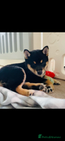 Japanese Shiba Inu dogs Beautiful champion blood line female Shiba Inu pup - Advert 2