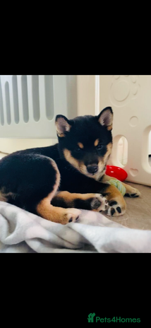 Japanese Shiba Inu dogs Beautiful champion blood line female Shiba Inu pup - Advert 1