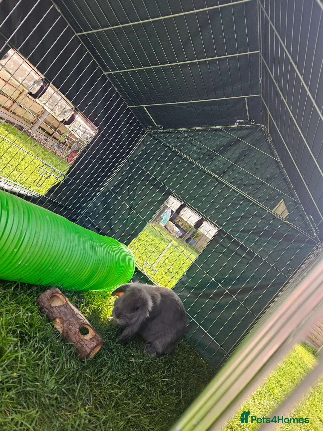 French Lop rabbits for sale: Lovely boy french lop baby in Wokingham - Advert 2