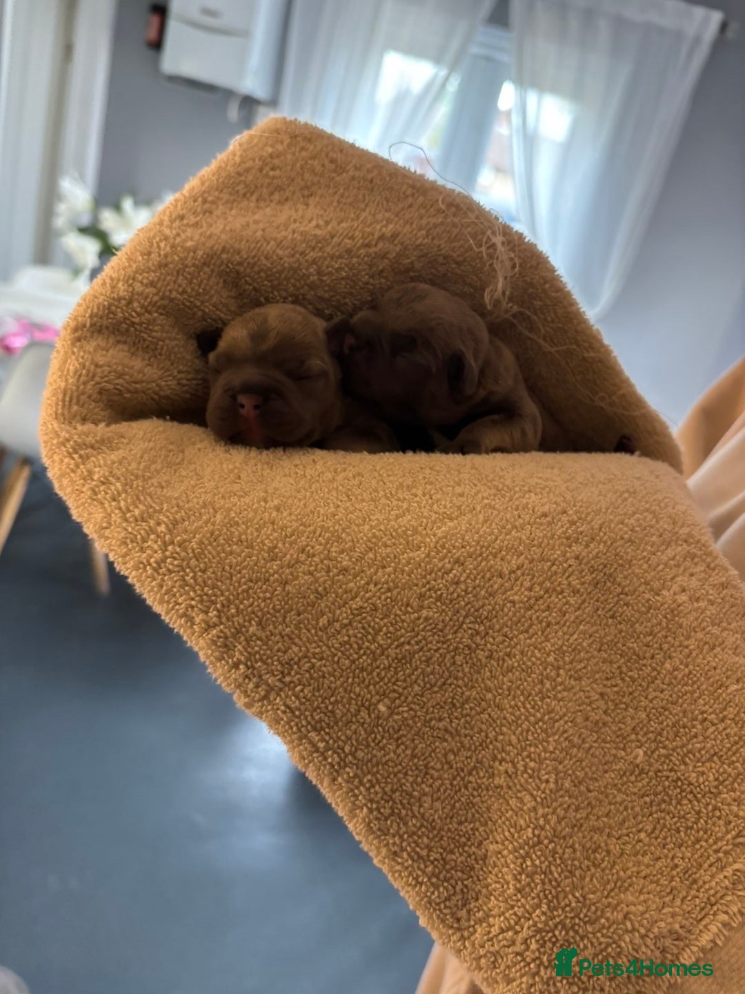 French Bulldog dogs for sale: French bulldog Pups  - Image 8