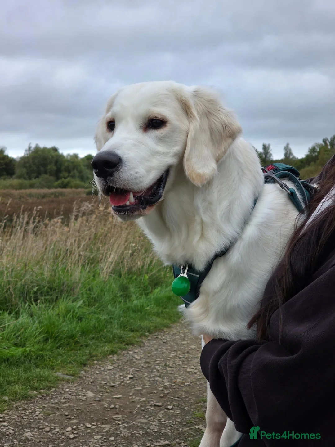 Golden Retriever dogs for sale: Golden retriever male pedigree 7 months old in Derby - Advert 34