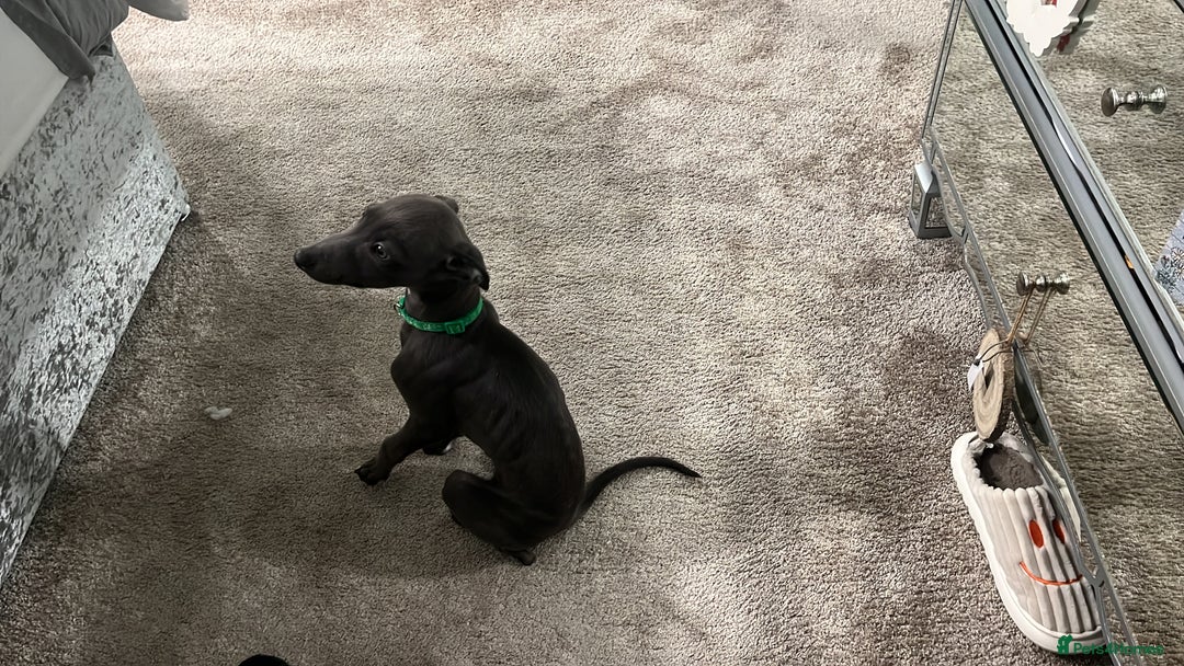 Whippet dogs for sale: 5 month old whippet pup - Advert 6