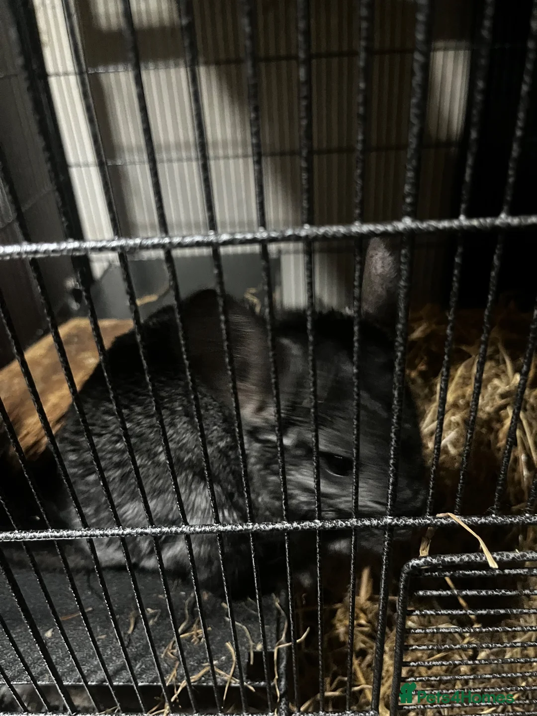 Chinchilla rodents for sale: Male and female chinchillas  - Advert 2
