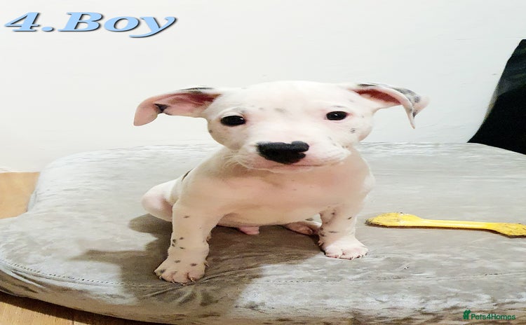 Mixed Breed dogs - Advert 1