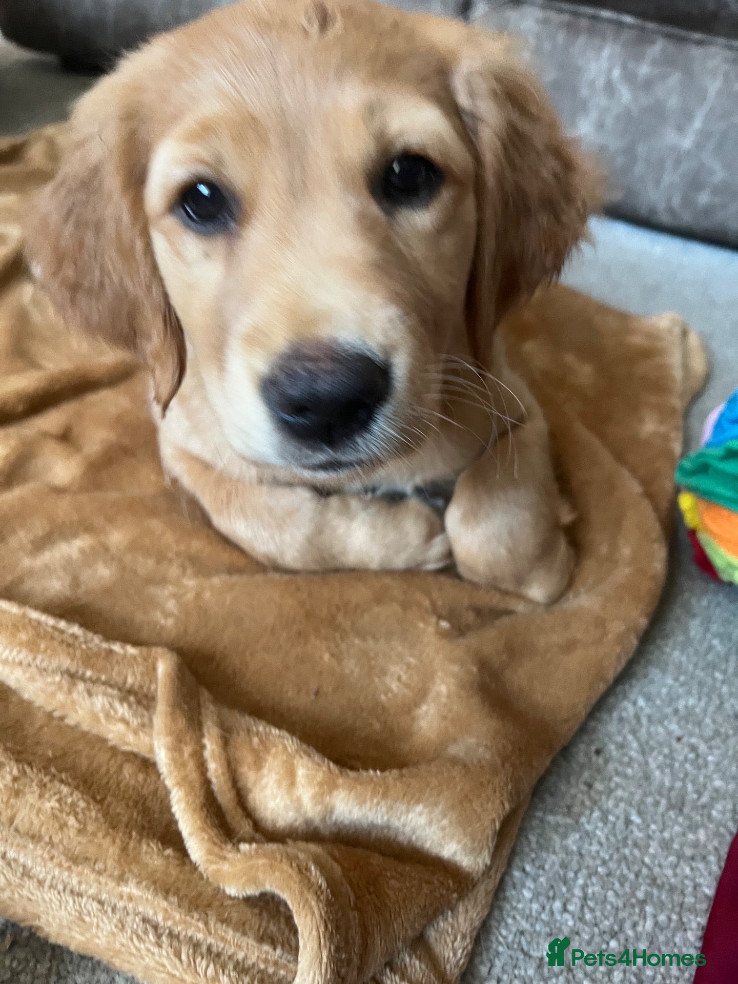 Golden Retriever dogs for sale: Beautiful family raised fox red golden retriever.  - Advert 11
