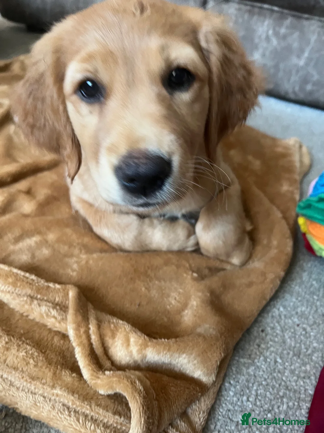 Golden Retriever dogs for sale: Beautiful family raised fox red golden retriever.  - Advert 2