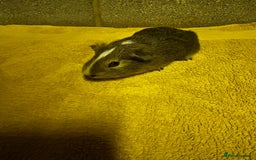 Guinea Pig rodents for sale: Two lovely guinea pigs for sale! - Image 3