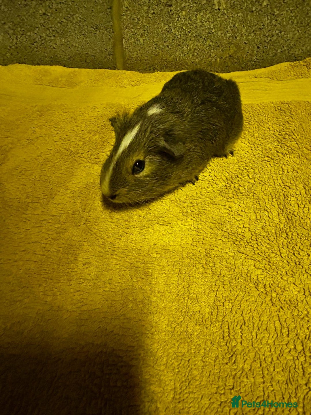 Guinea Pig rodents for sale: Two lovely guinea pigs for sale! - Image 3