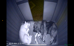 Mixed Breed dogs for sale: F1 Caucasian shepherd X American Akita  - Image 12