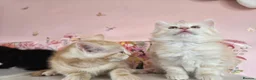 Maine Coon cats for sale: Maine Coon X  - Advert 7