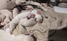 Dalmatian dogs for sale: Dalmatians for Sale - Image 4