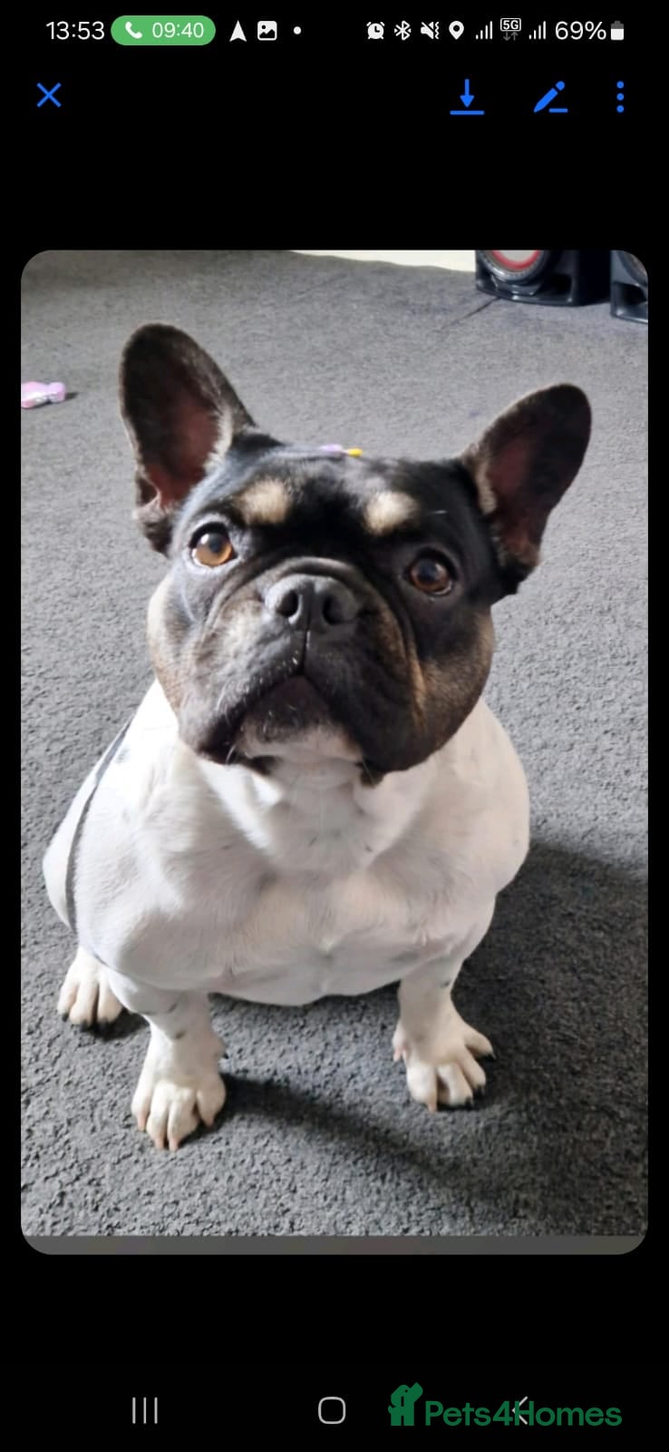 French Bulldog dogs 8 newborn frenchies  - Advert 1