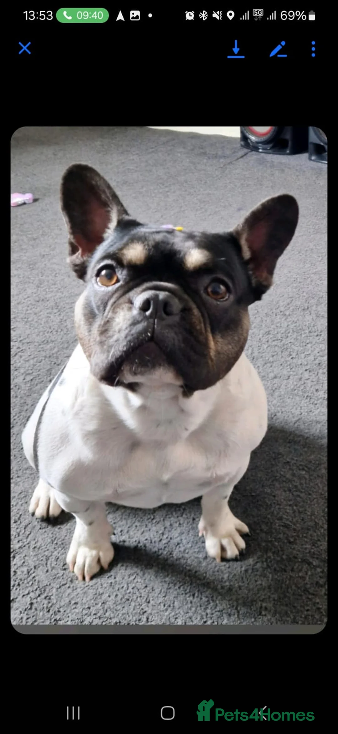 French Bulldog dogs for sale: 8 newborn frenchies  - Advert 1