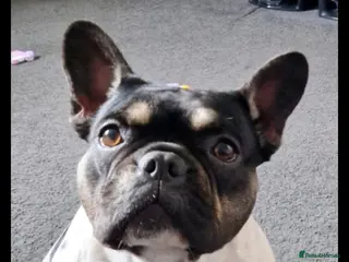 French Bulldog dogs 8 newborn frenchies - Advert 1