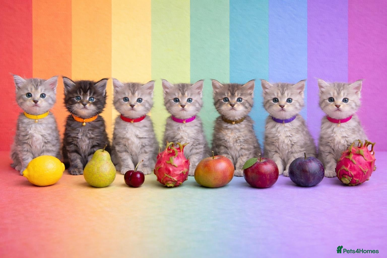 Maine Coon cats Beautiful Silver tabby Maine coon girls - Advert 7