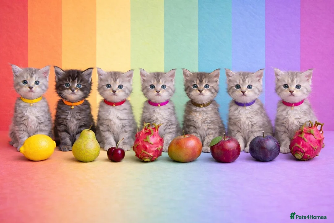 Maine Coon cats for sale: Beautiful Silver tabby Maine coon girls - Advert 1