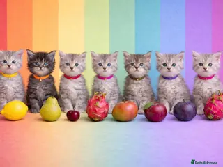 Maine Coon cats Beautiful Silver tabby Maine coon girls - Advert 7