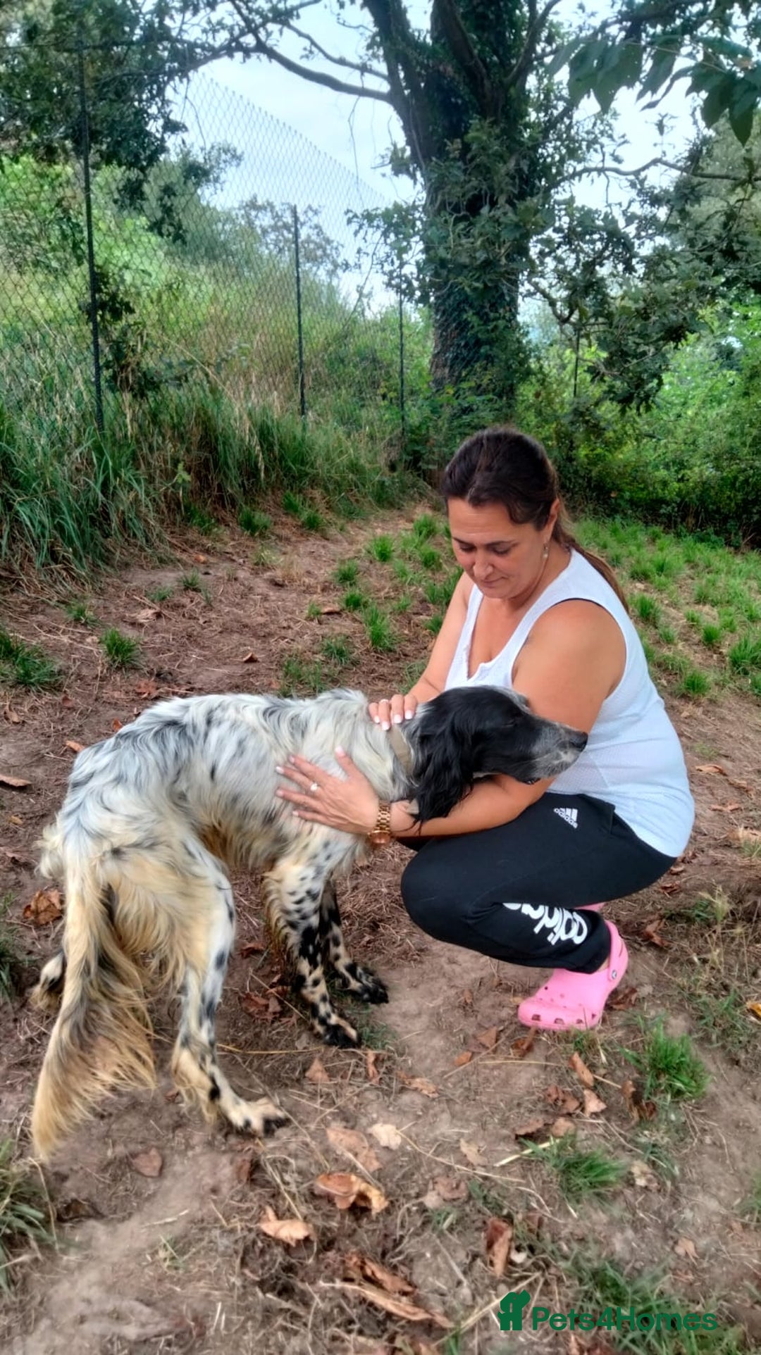 English Setter dogs for adoption: Tae   - Image 6