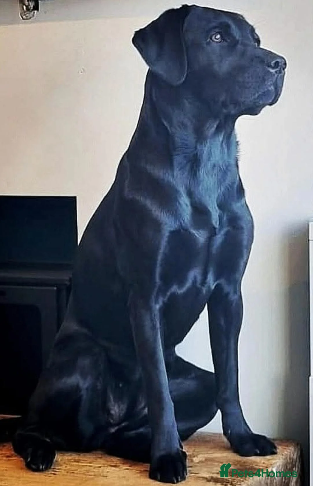 Labrador Retriever dogs for sale: Yellow labrador puppy in Chesterfield - Advert 2