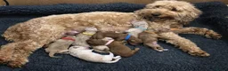 Double Doodle dogs for sale: Sunning littler of Doubledoodle puppies in Grimsby - Advert 3
