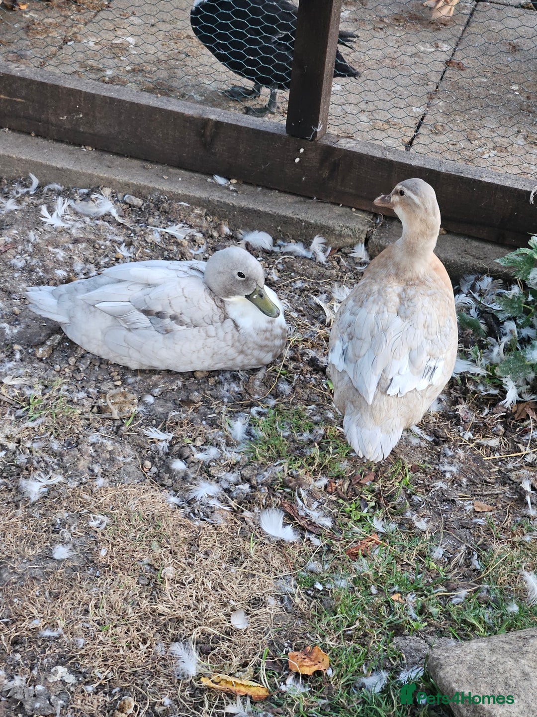 Softbills birds for sale: Call ducks - Image 1