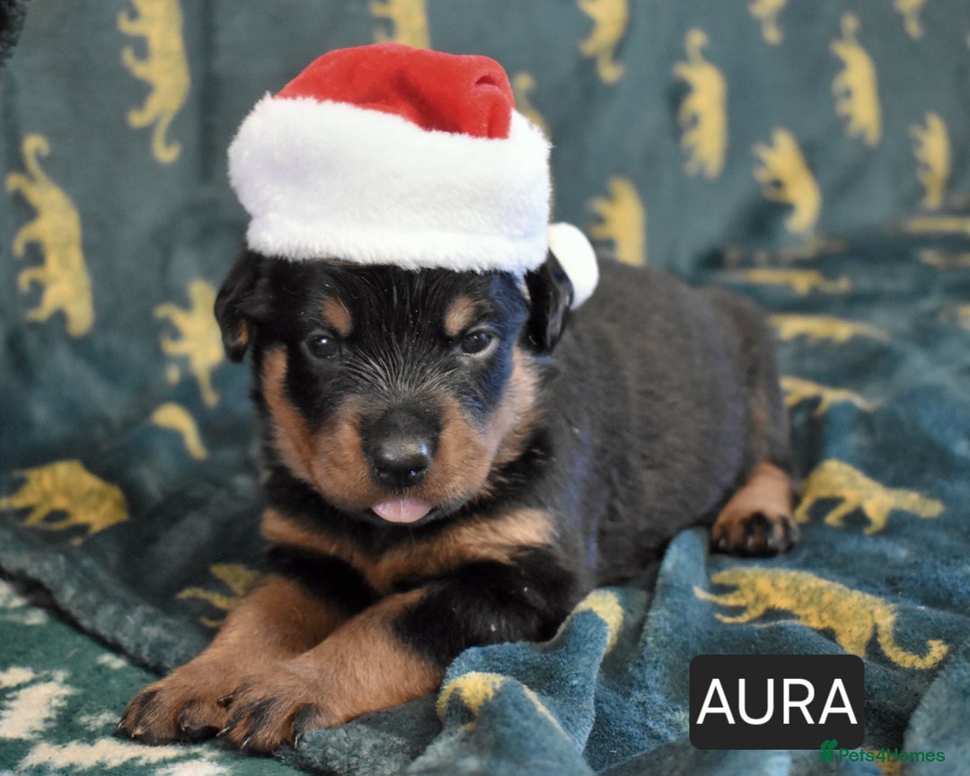 Rottweiler dogs for sale: KC chunky rottweiler puppies - Advert 24