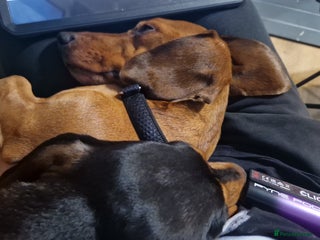 Dachshund dogs Baby and morty - Advert 1