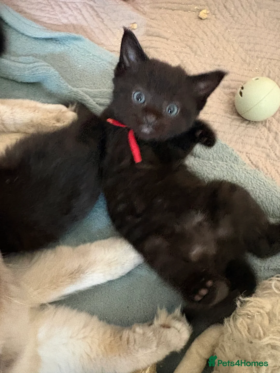 Ragdoll cats for sale: Beautiful rare Ragdoll x Bengal kittens 🐱  - Advert 2