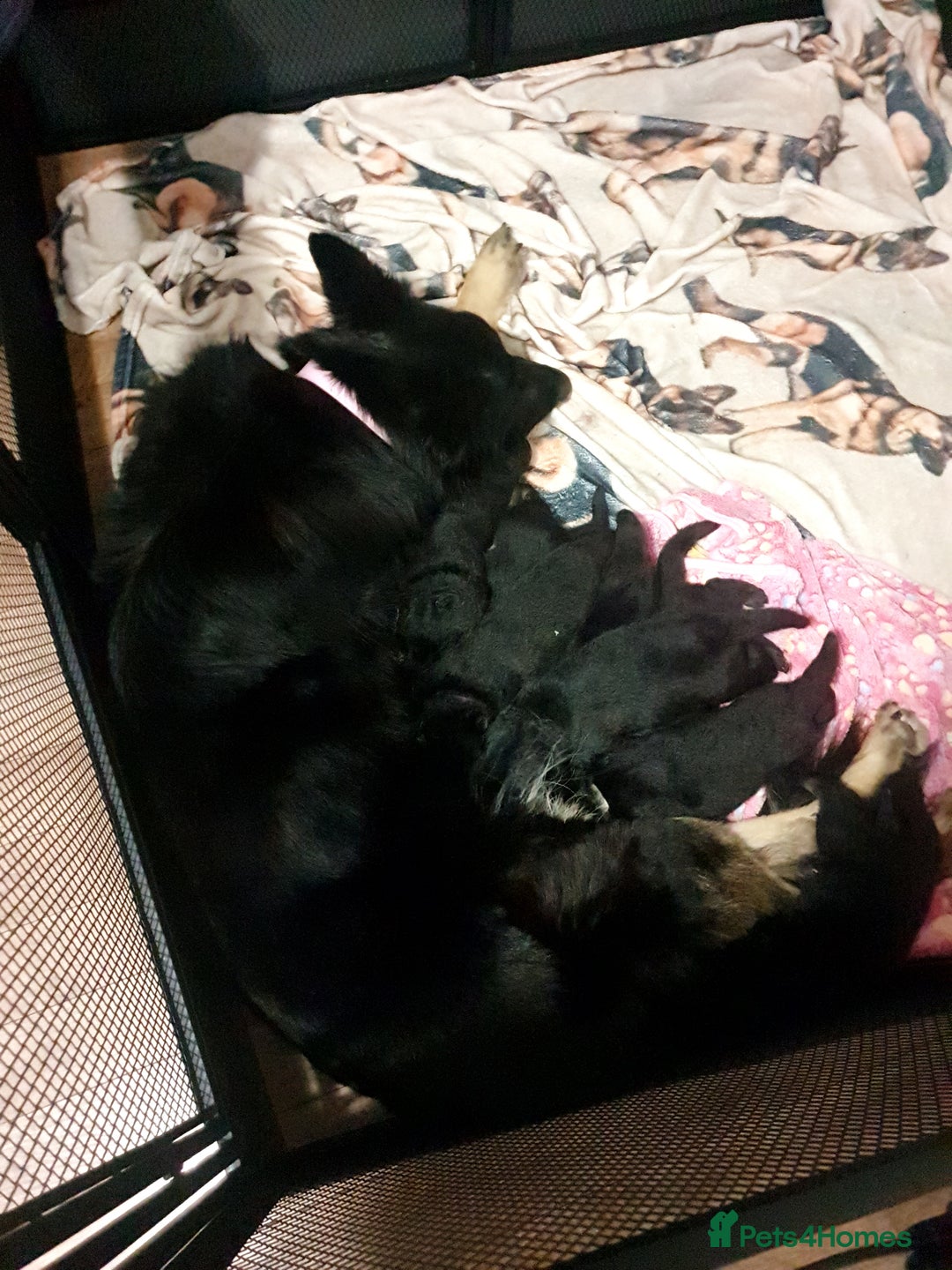 German Shepherd dogs for sale: KC Registered Big Bouncy German Shepherd Puppies - Advert 10