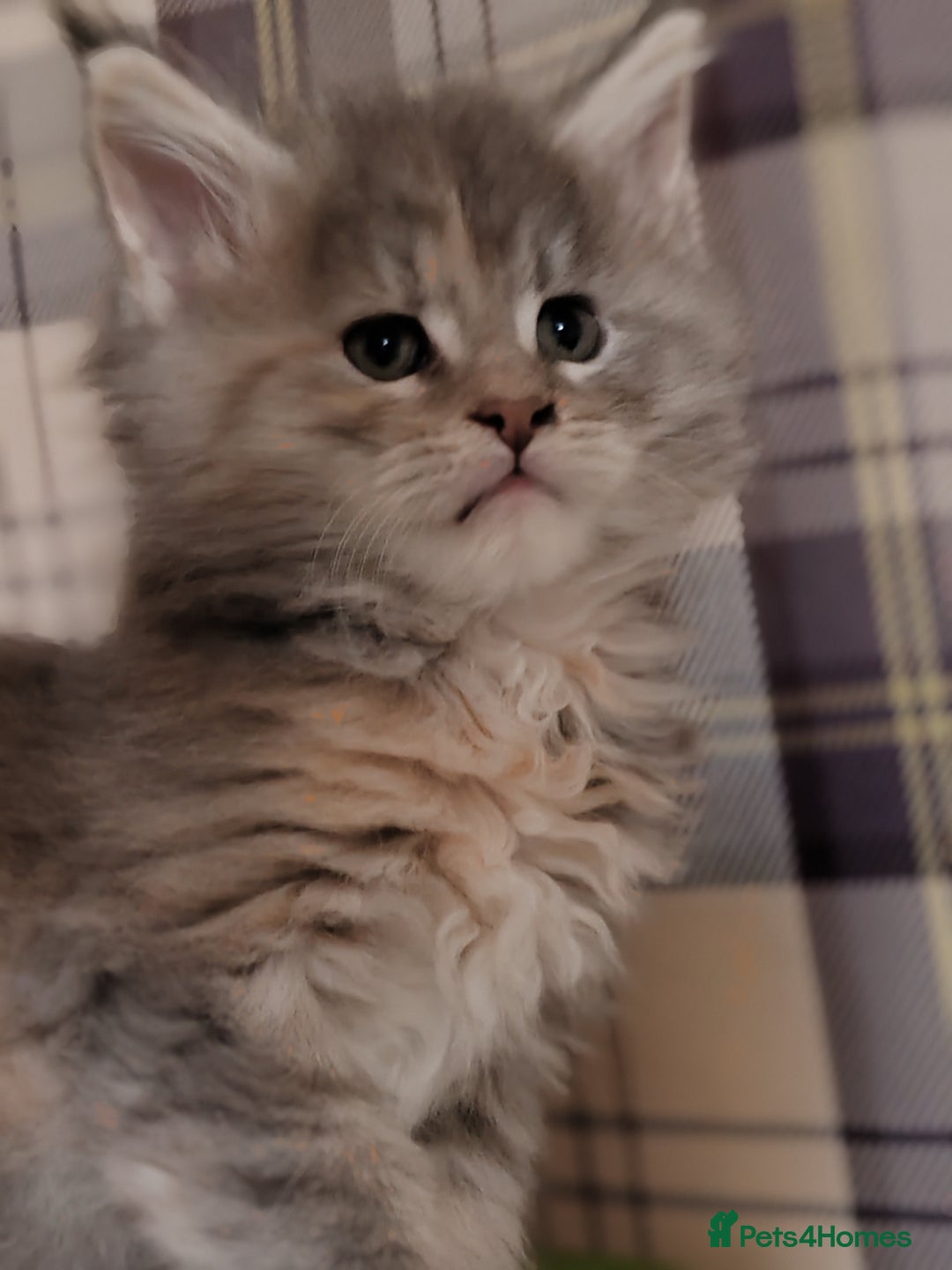 Maine Coon cats for sale: Maine coon kittens  - Advert 18