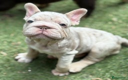 French Bulldog dogs for sale: Beautiful French bulldog girls (ready now) - Image 1