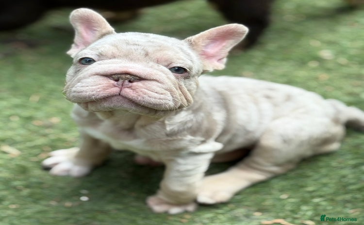 French Bulldog dogs - Advert 3