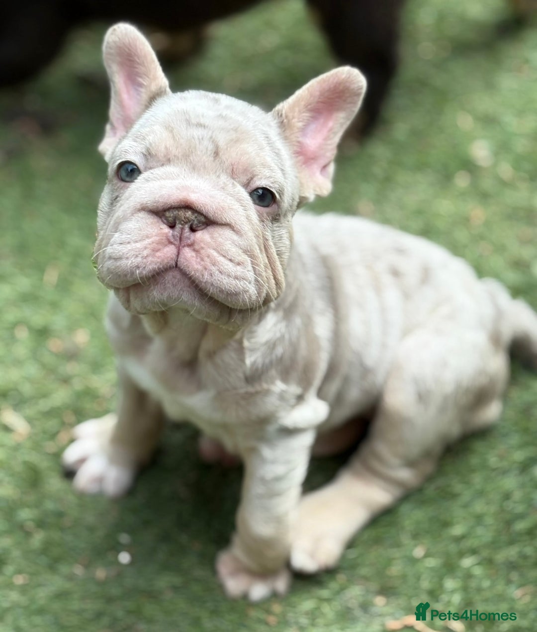 French Bulldog dogs for sale: Beautiful French bulldog girls (ready now) - Image 1