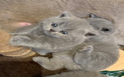 British Shorthair cats for sale: 1 Boy Left-GCCF Pedigr Pure Blue British Shorthair - Image 20