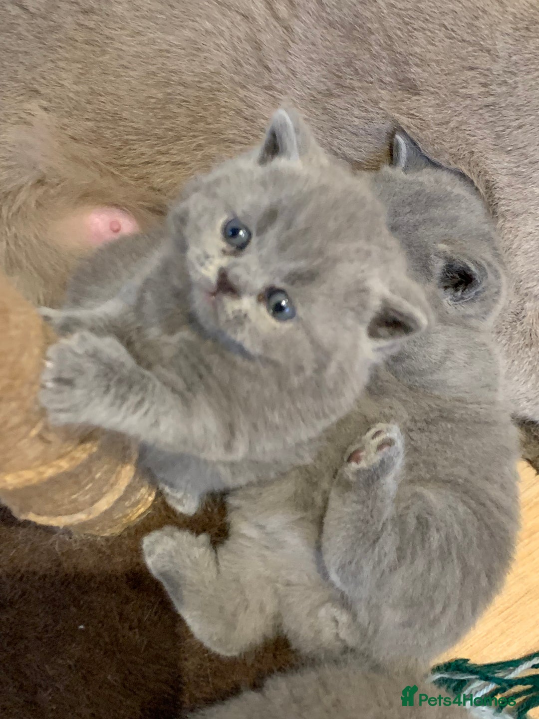 British Shorthair cats for sale: 1 Boy Left-GCCF Pedigr Pure Blue British Shorthair - Image 20