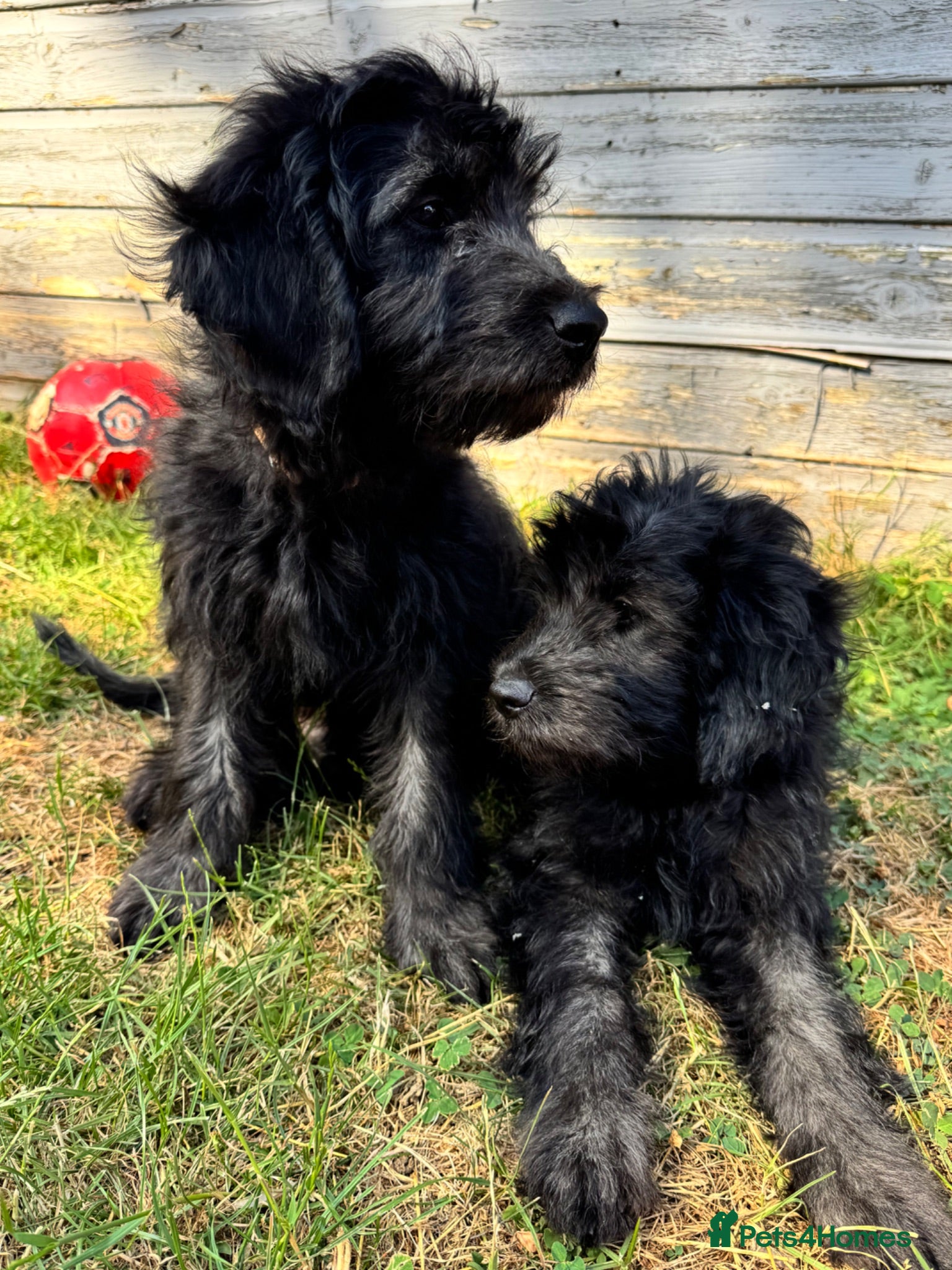 Mini Goldendoodle dogs F1 Mini SILVER Goldendoodle  *READY NOW* - Advert 2