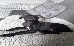 Italian Greyhound dogs for sale: Beautiful Italian greyhounds 07926562207 - Image 2