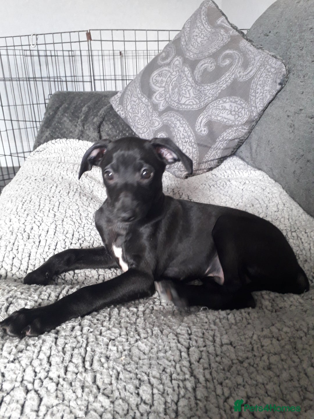 Italian Greyhound dogs for sale: Beautiful Italian greyhounds 07926562207 - Image 2