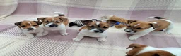 Jack Russell dogs for sale: Pure Jack Russell pups for sale - Advert 18