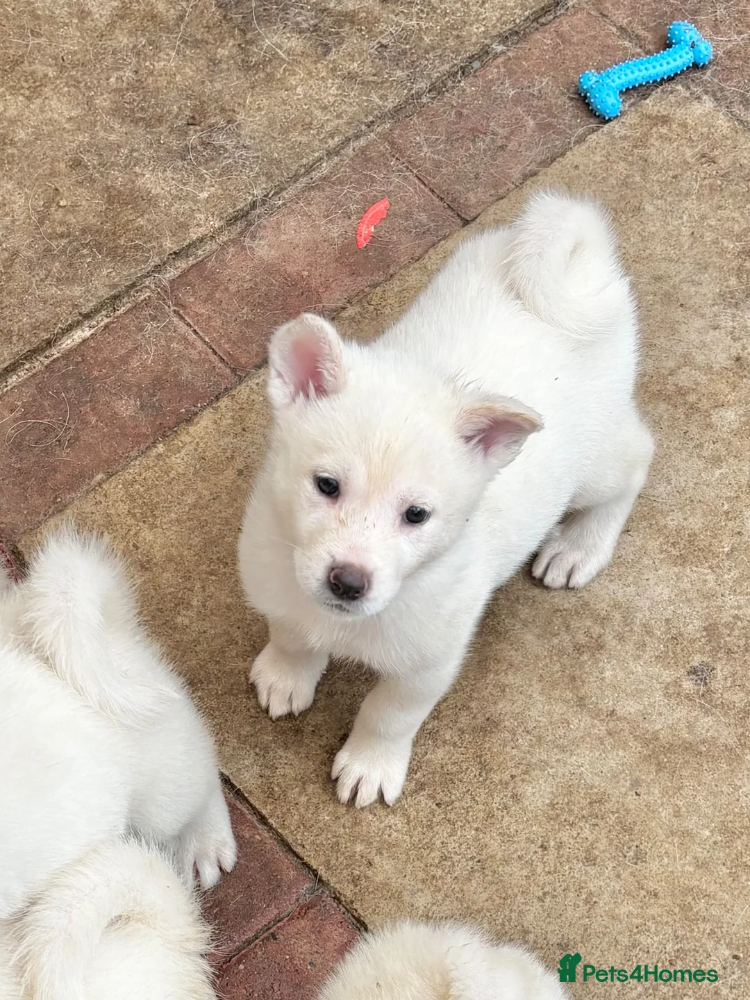 Japanese Akita Inu dogs for sale: Japanese Akita Inu Puppies - Advert 2