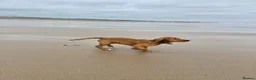 Cocker Spaniel dogs for sale: 6 month old working cocker  in Doncaster - Advert 12
