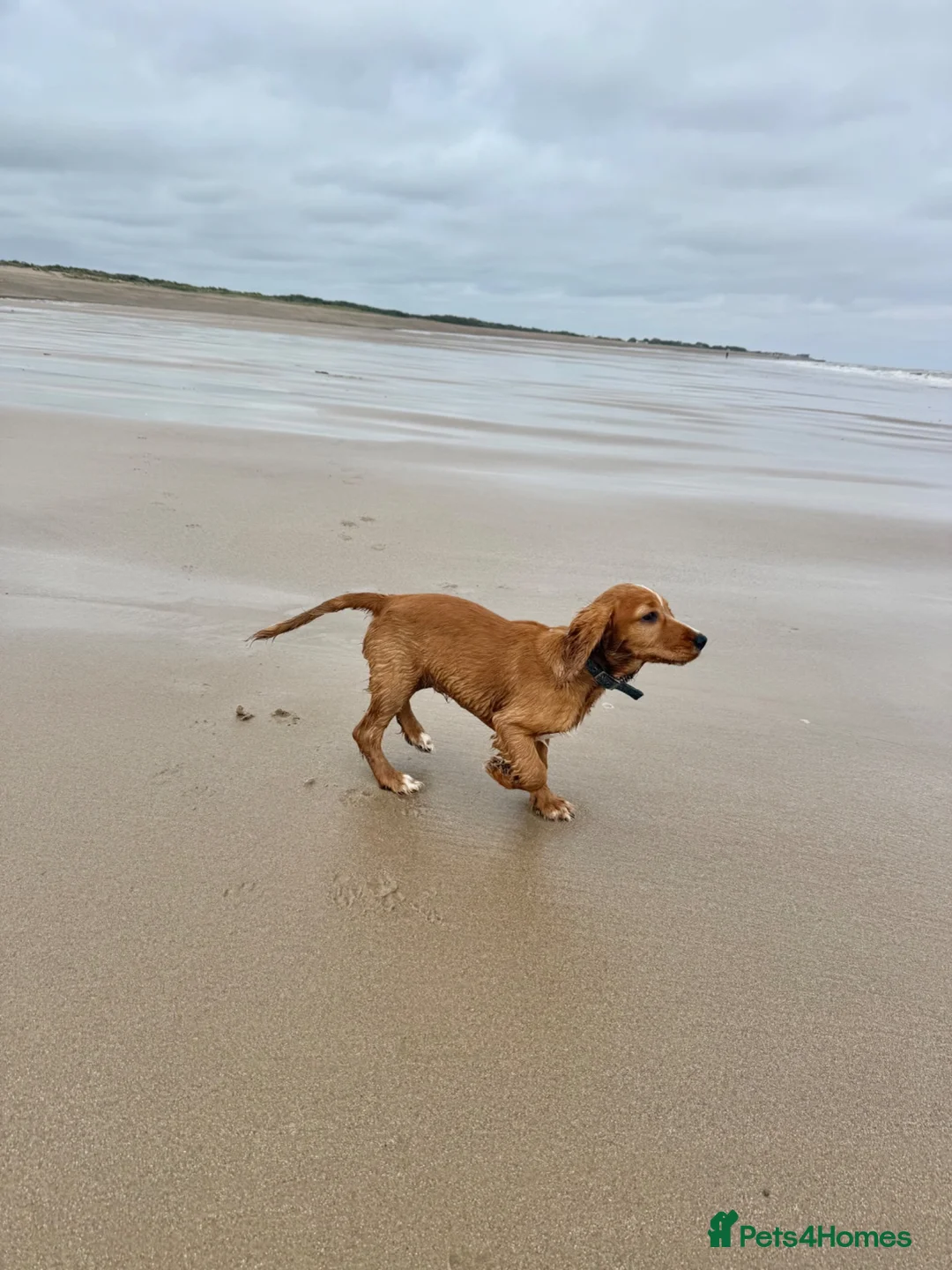 Cocker Spaniel dogs for sale: 6 month old working cocker  in Doncaster - Advert 12