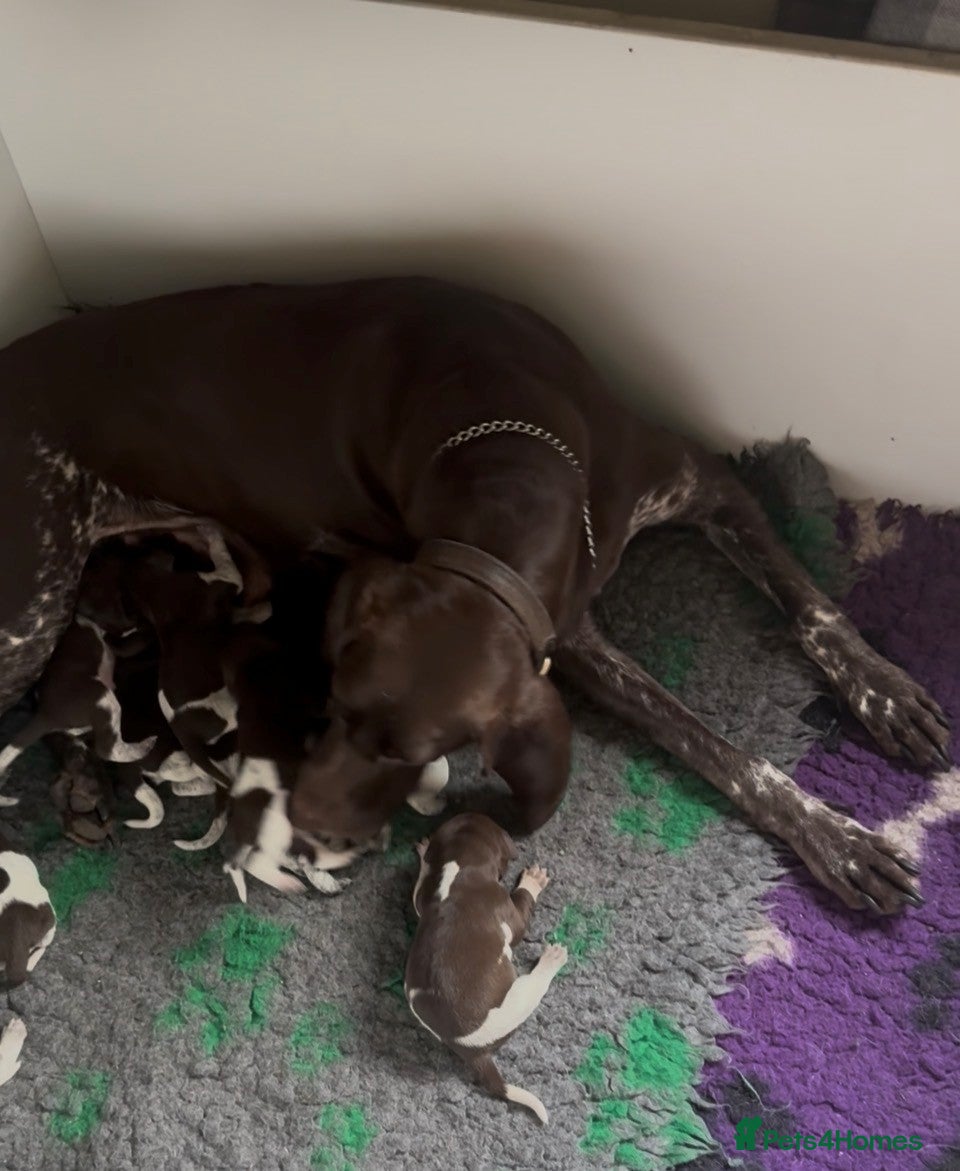 German Shorthaired Pointer dogs KC Reg Champ blood Lines GSP Pointer Pups - Leeds - Advert 1