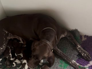 German Shorthaired Pointer dogs German Shorthaired Pointed Pups - Leeds - Advert 6
